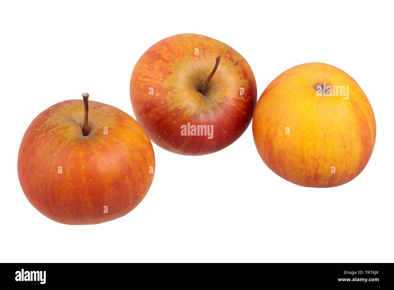 apple (Malus domestica 'Rubinette', Malus domestica Rubinette), cultivar Rubinette, cutout, Germany Stock Photo