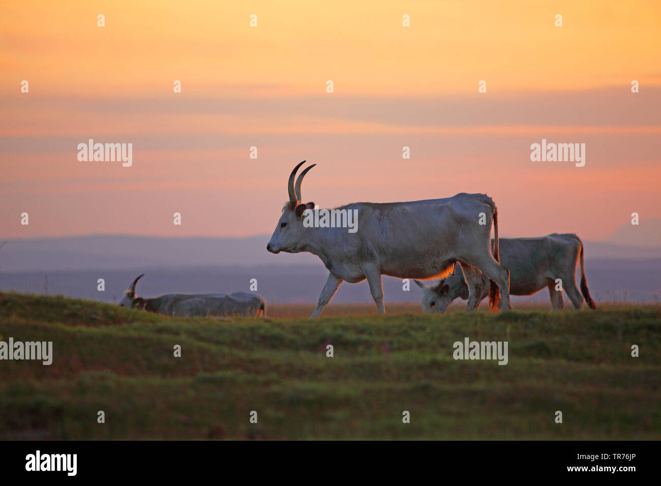 Hungarian steppe cattle hi-res stock photography and images - Alamy