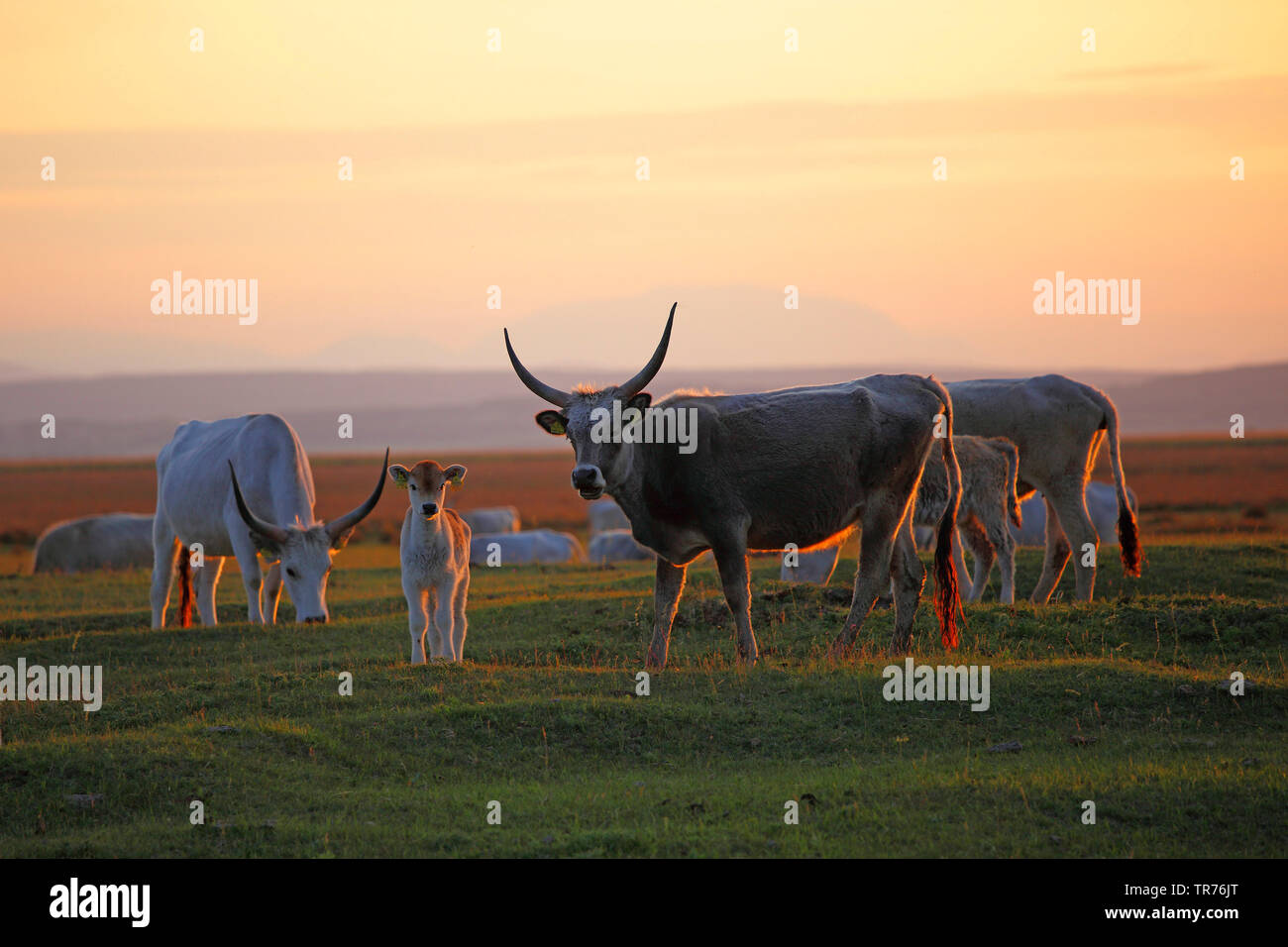 Hungarian steppe cattle hi-res stock photography and images - Alamy