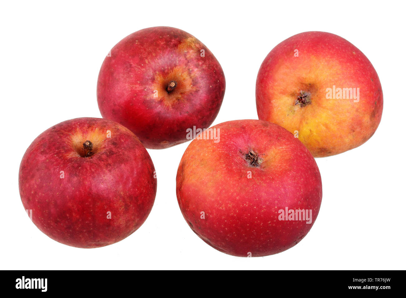 apple (Malus domestica 'Roter Berlepsch', Malus domestica Roter Berlepsch), cultivar Roter Berlepsch, cutout, Germany Stock Photo