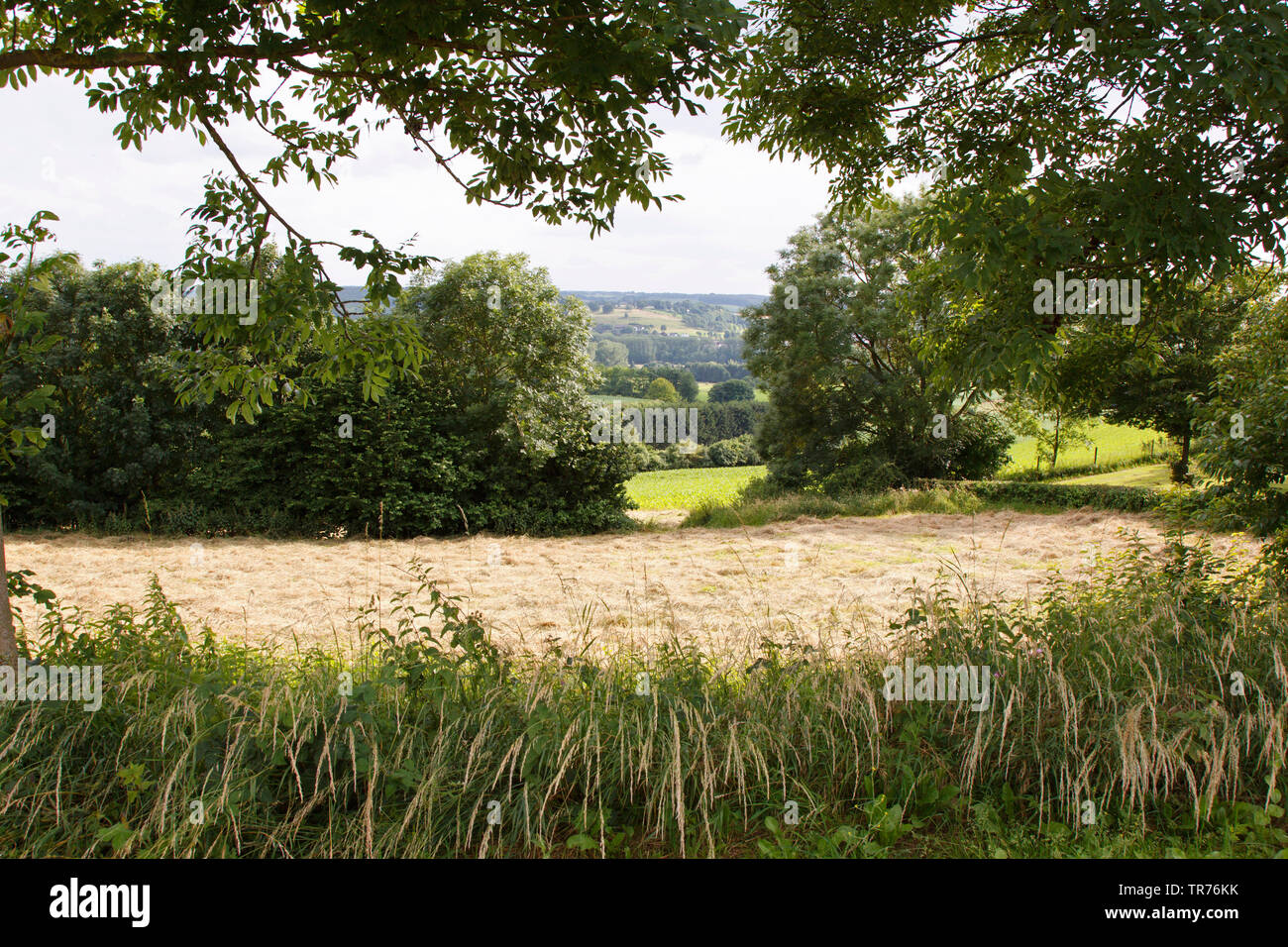 mowed meadow, Netherlands, Limburg, Eys Wijlre, Gulpen Wittem Stock Photo