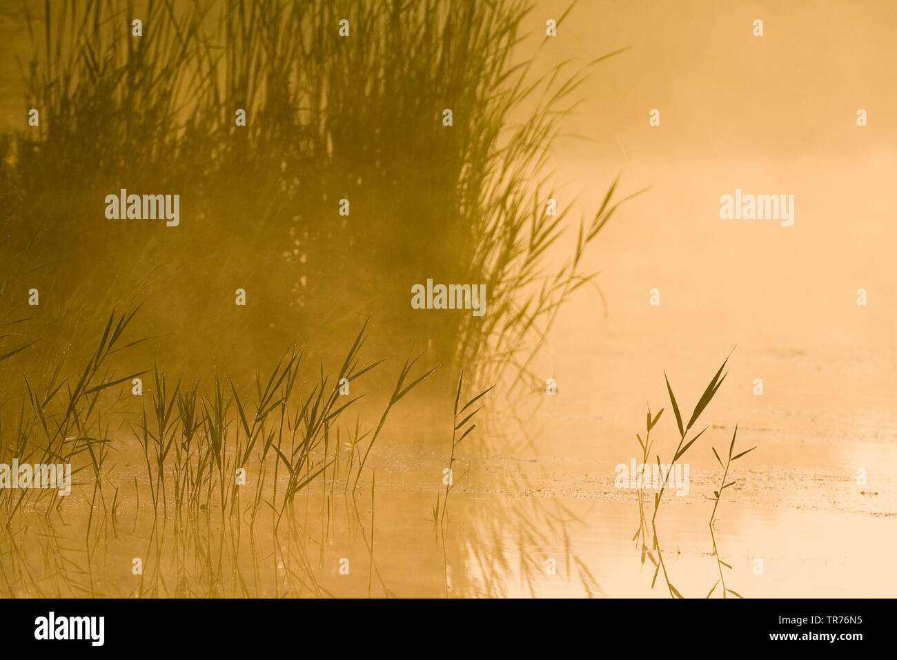 reed grass, common reed (Phragmites communis, Phragmites australis), Misty reedbed in low sun at Groene Jonker in summer, Netherlands, South Holland, Groene Jonker Stock Photo