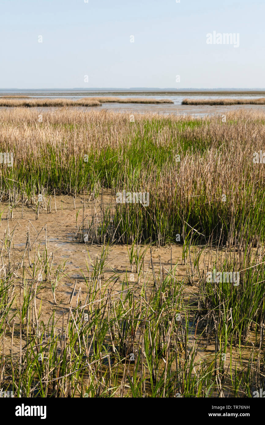 European Reed Beds Reedbeds hi-res stock photography and images - Alamy