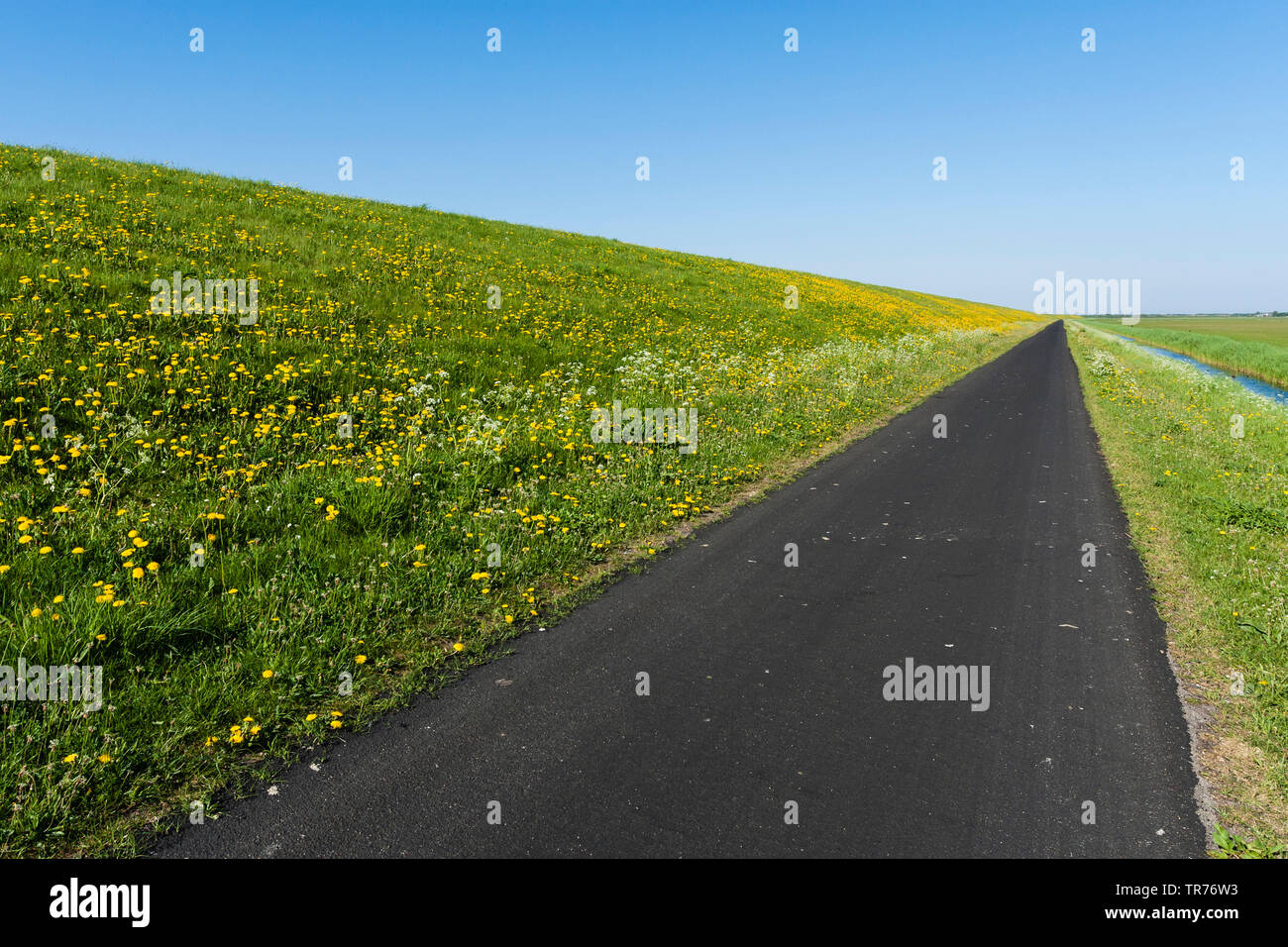 Road along flowering fields, Netherlands, Schiermonnikoog Stock Photo