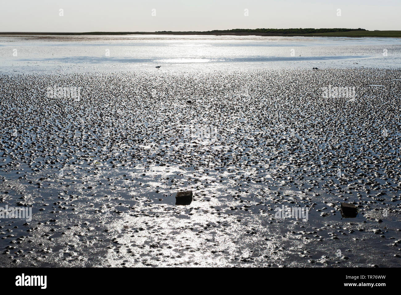 dried up Wadden Sea at Schiermonnikoog, Netherlands, Schiermonnikoog Stock Photo