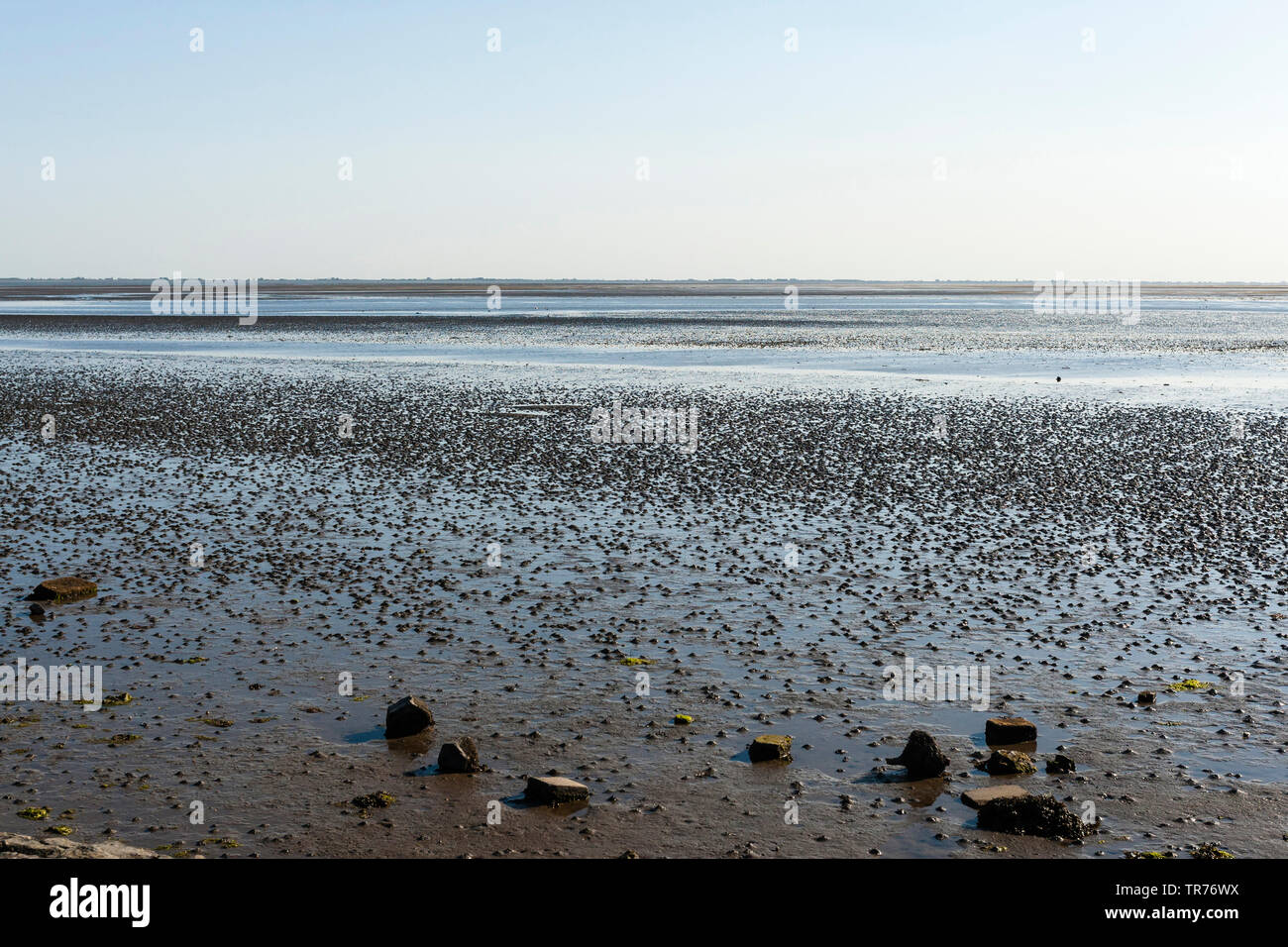 dried up Wadden Sea at Schiermonnikoog, Netherlands, Schiermonnikoog Stock Photo