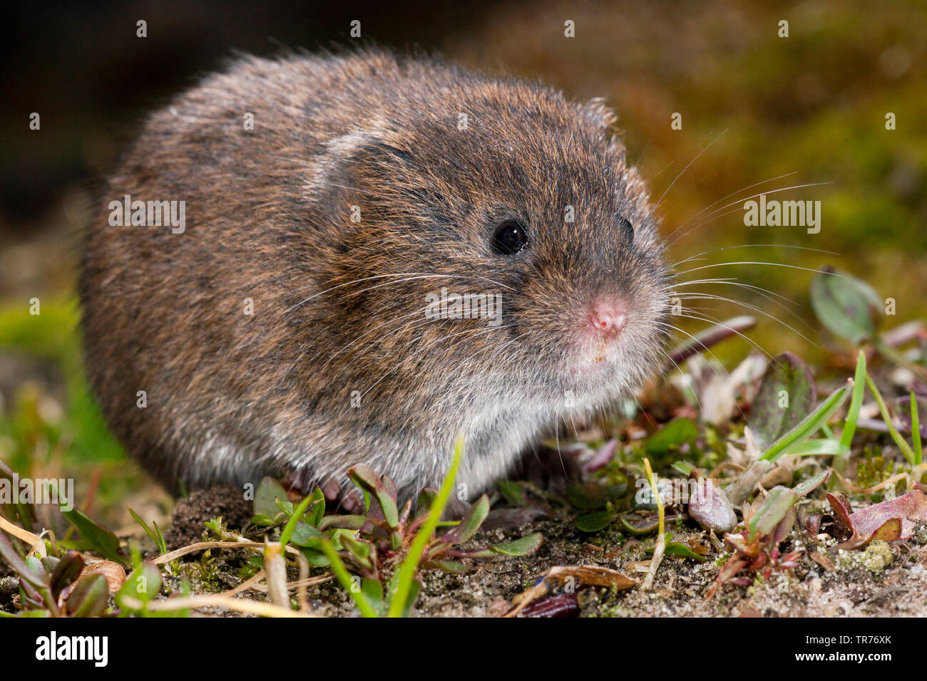 https://c8.alamy.com/comp/TR76XK/field-vole-short-tailed-vole-microtus-agrestis-eating-on-the-forest-floor-netherlands-TR76XK.jpg