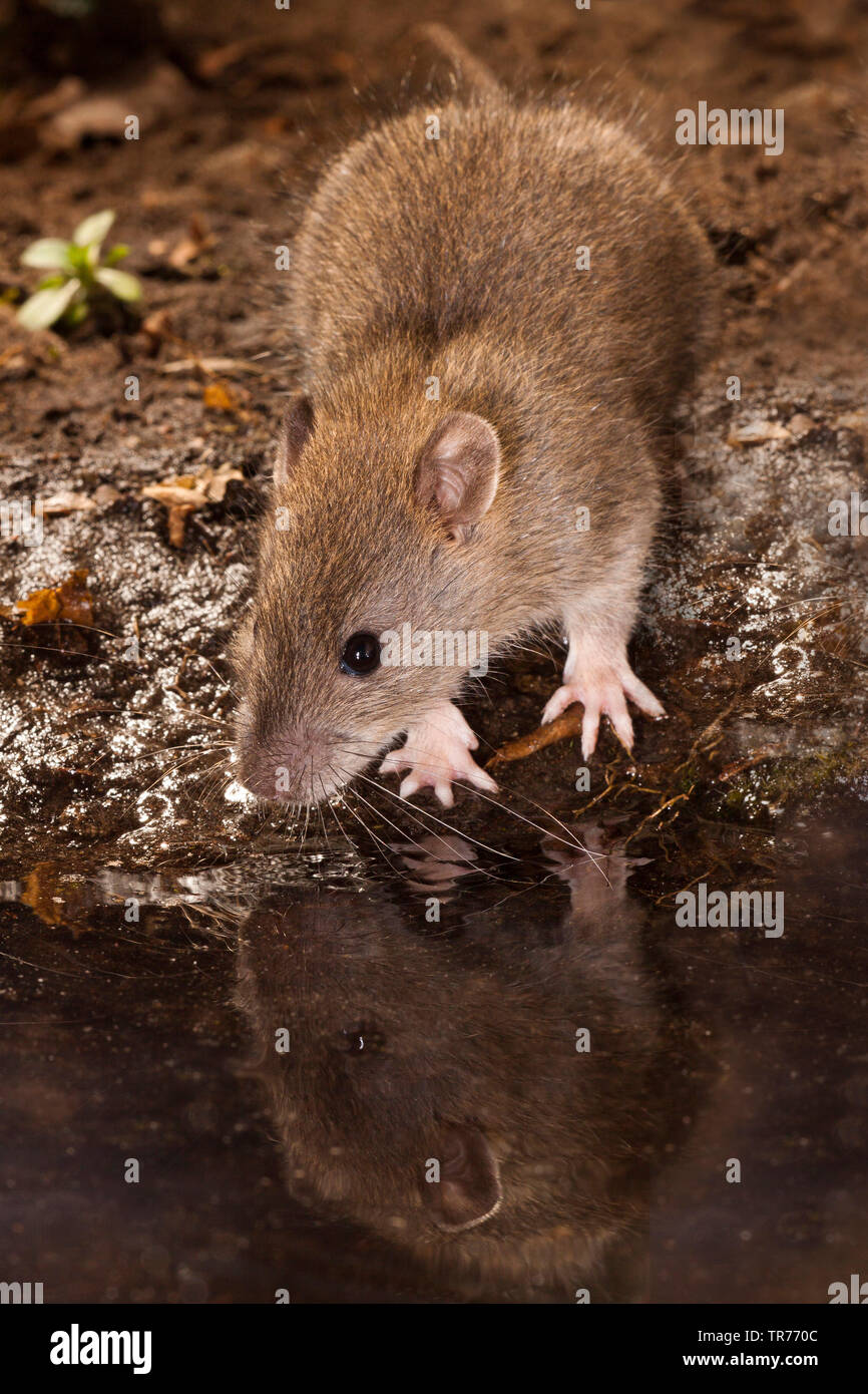 Brown rat, Common brown rat, Norway rat, Common rat (Rattus norvegicus), at the waterside, Netherlands Stock Photo