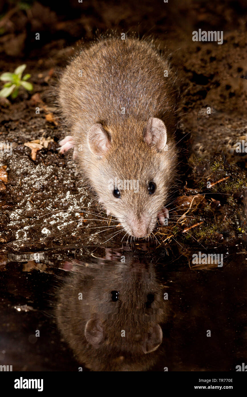 Brown rat, Common brown rat, Norway rat, Common rat (Rattus norvegicus), at the waterside, Netherlands Stock Photo