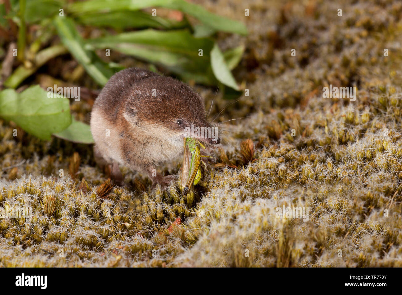 common shrew, Eurasian common shrew (Sorex araneus), eating