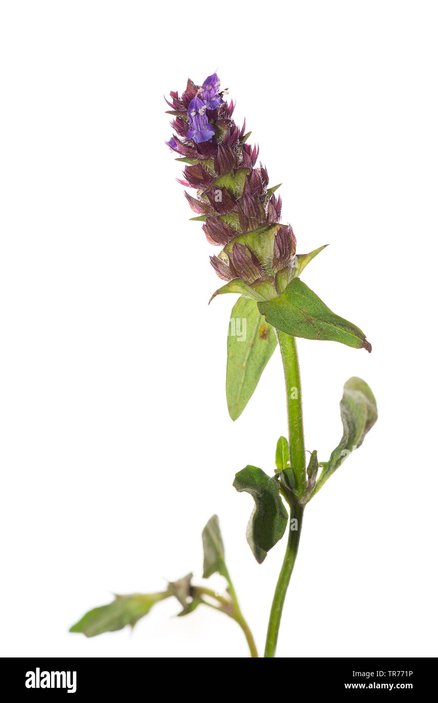 carpenter-weed, heal-all, self-heal (Prunella vulgaris), cutout, France Stock Photo