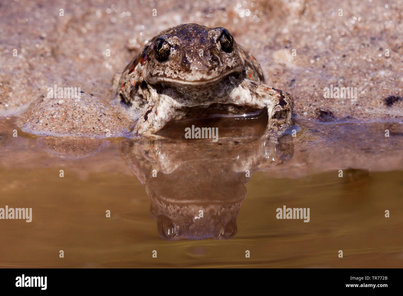 common spadefoot, garlic toad (Pelobates fuscus), sitting at the edge of the water, Netherlands Stock Photo