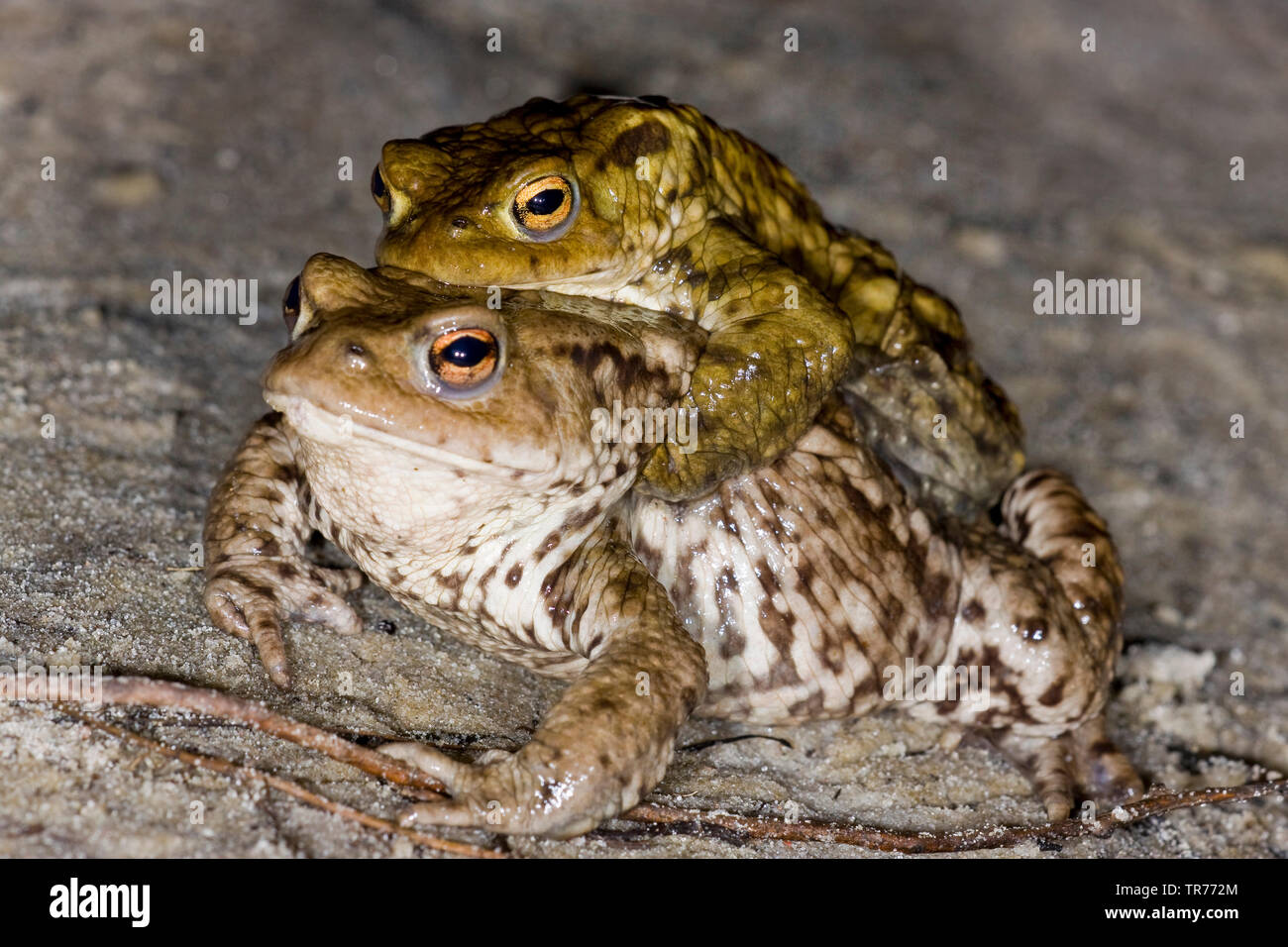 European common toad (Bufo bufo), Amplexus axillaris, side view, Netherlands Stock Photo