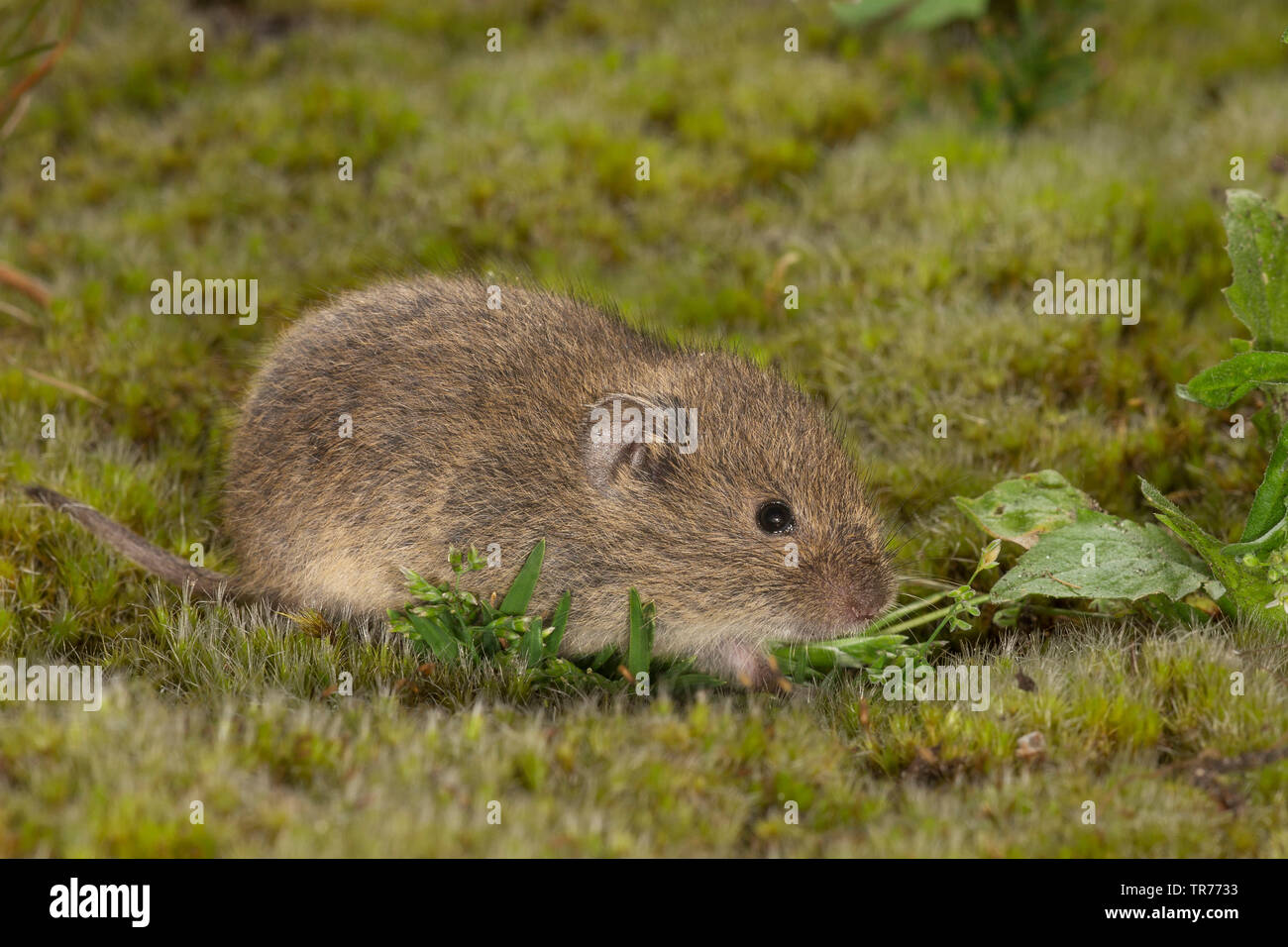 common vole (Microtus arvalis), eating, Netherlands Stock Photo