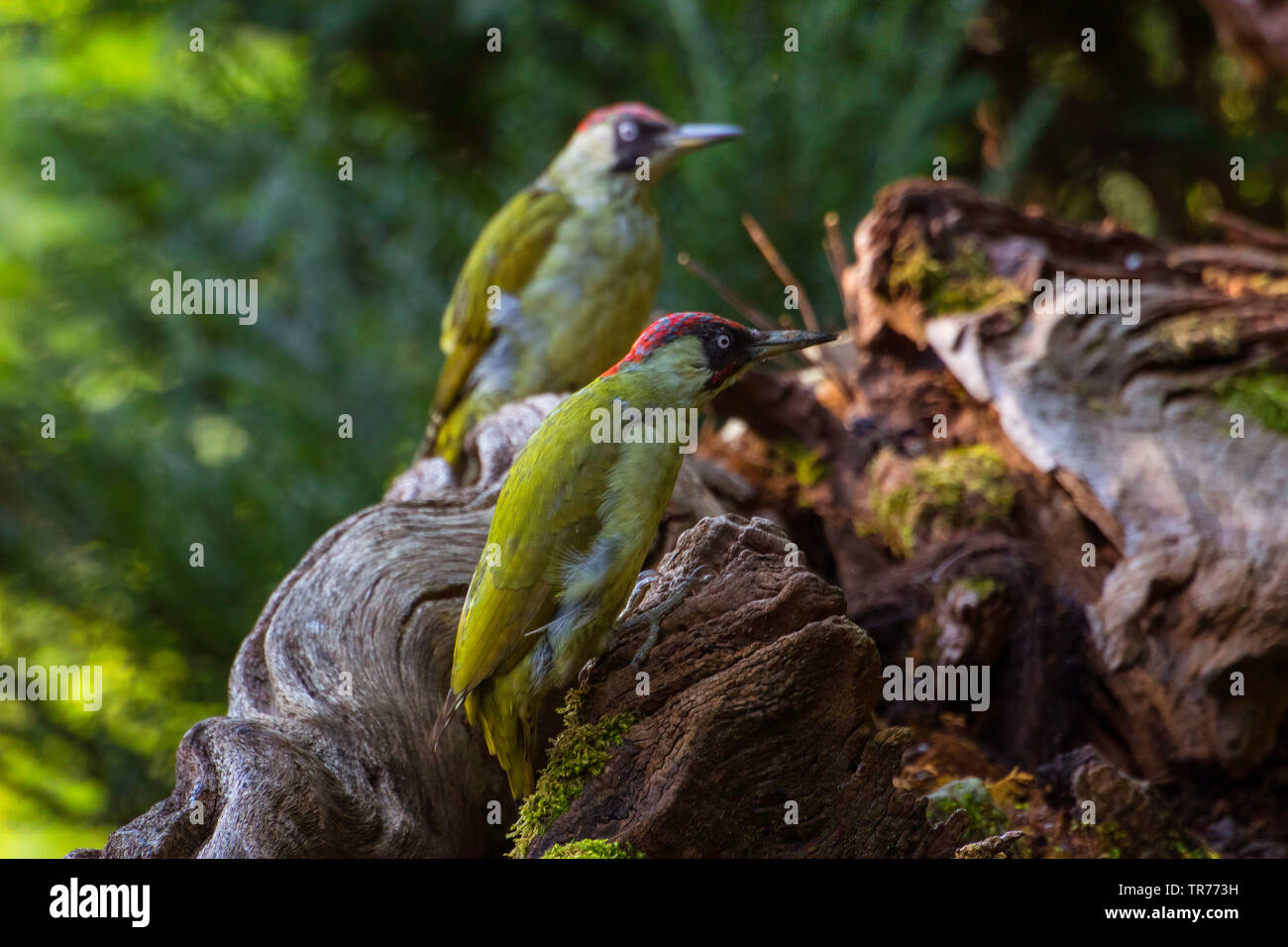 green woodpecker (Picus viridis), two green woodpeckers foraging at a root , Switzerland, Sankt Gallen Stock Photo