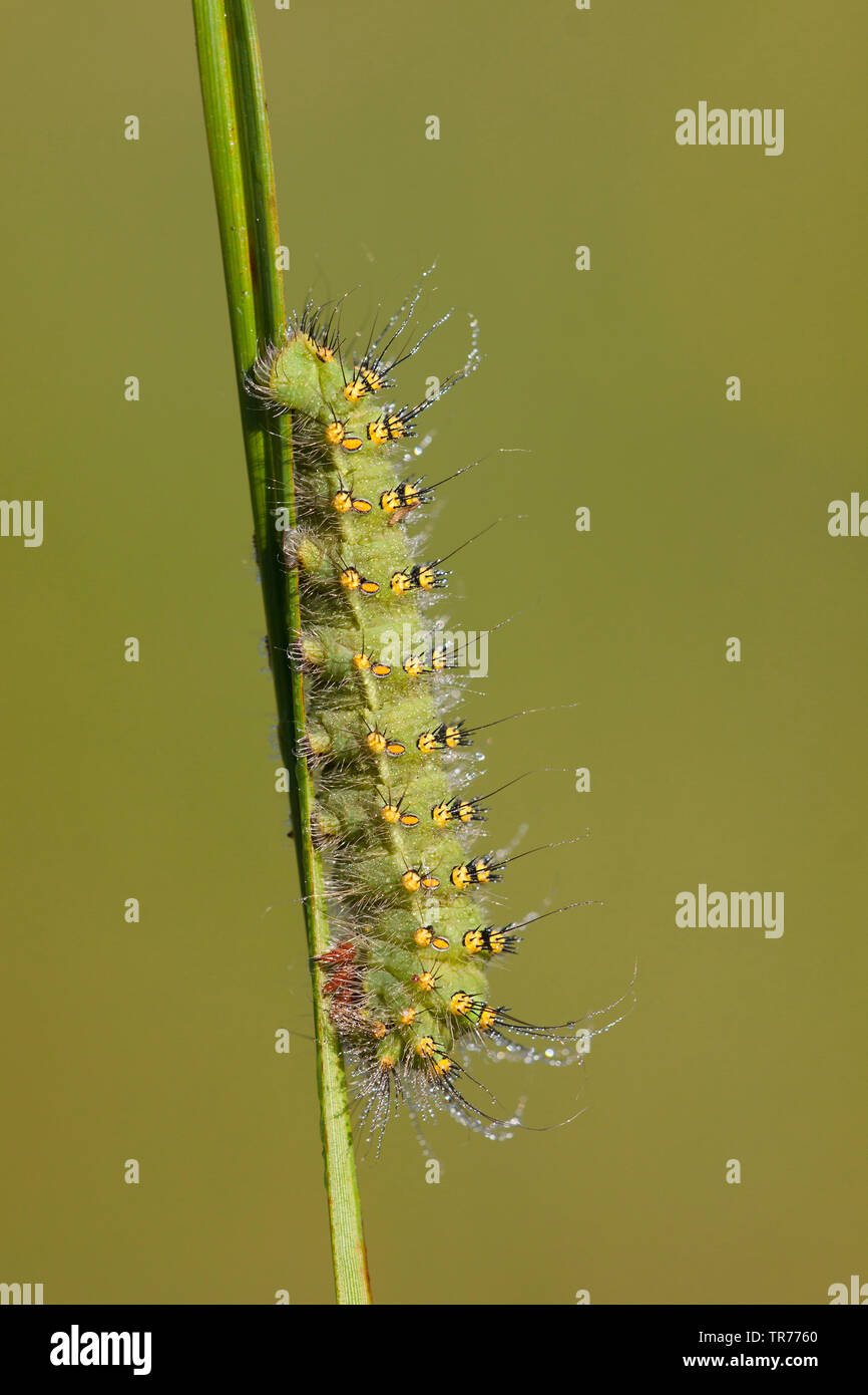 Saturniidae moth caterpillar hi-res stock photography and images - Alamy