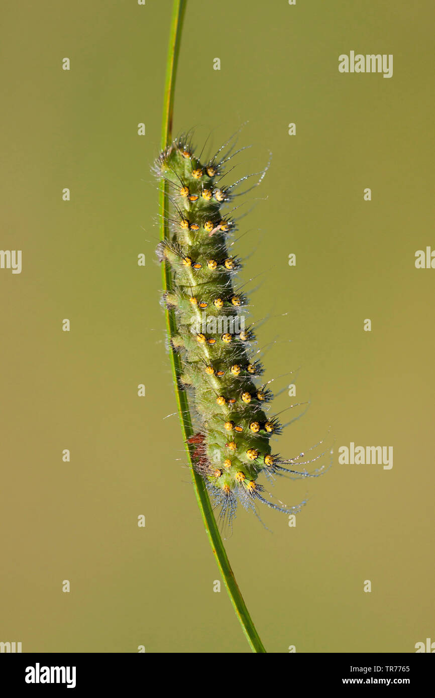 Saturniidae moth caterpillar hi-res stock photography and images - Alamy