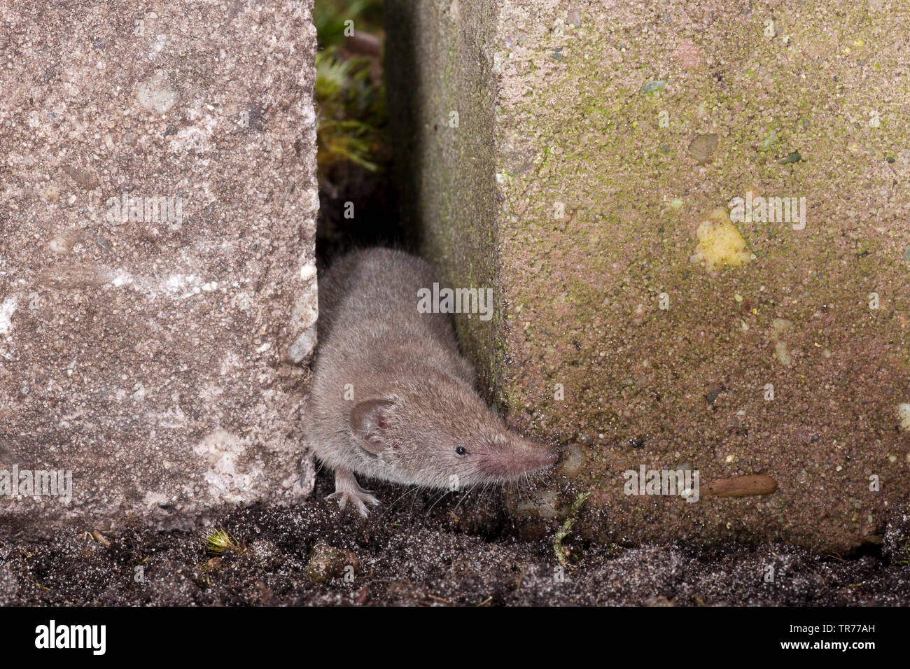 Greater white-toothed shrew (Crocidura russula), looking through a wall crevice, Netherlands Stock Photo