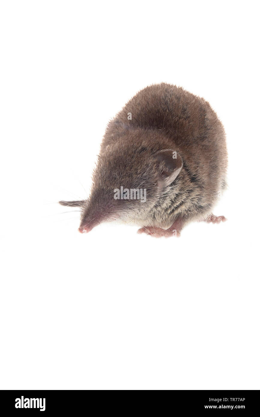 Greater white-toothed shrew (Crocidura russula), full-length portrait in front of a white background, Netherlands Stock Photo