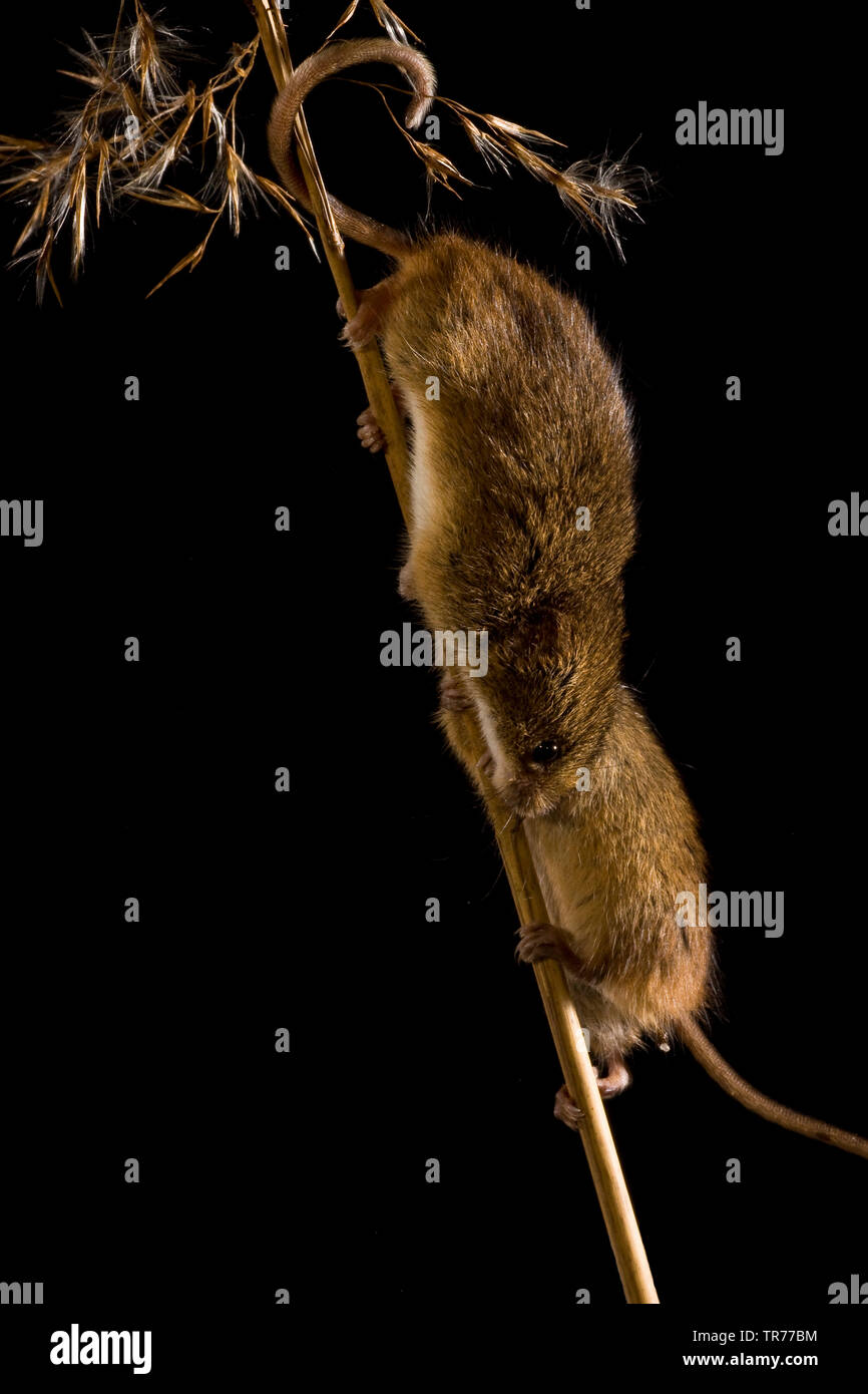 Old World harvest mouse (Micromys minutus), two harvest mice climbing past each other at a grass ear, Netherlands Stock Photo