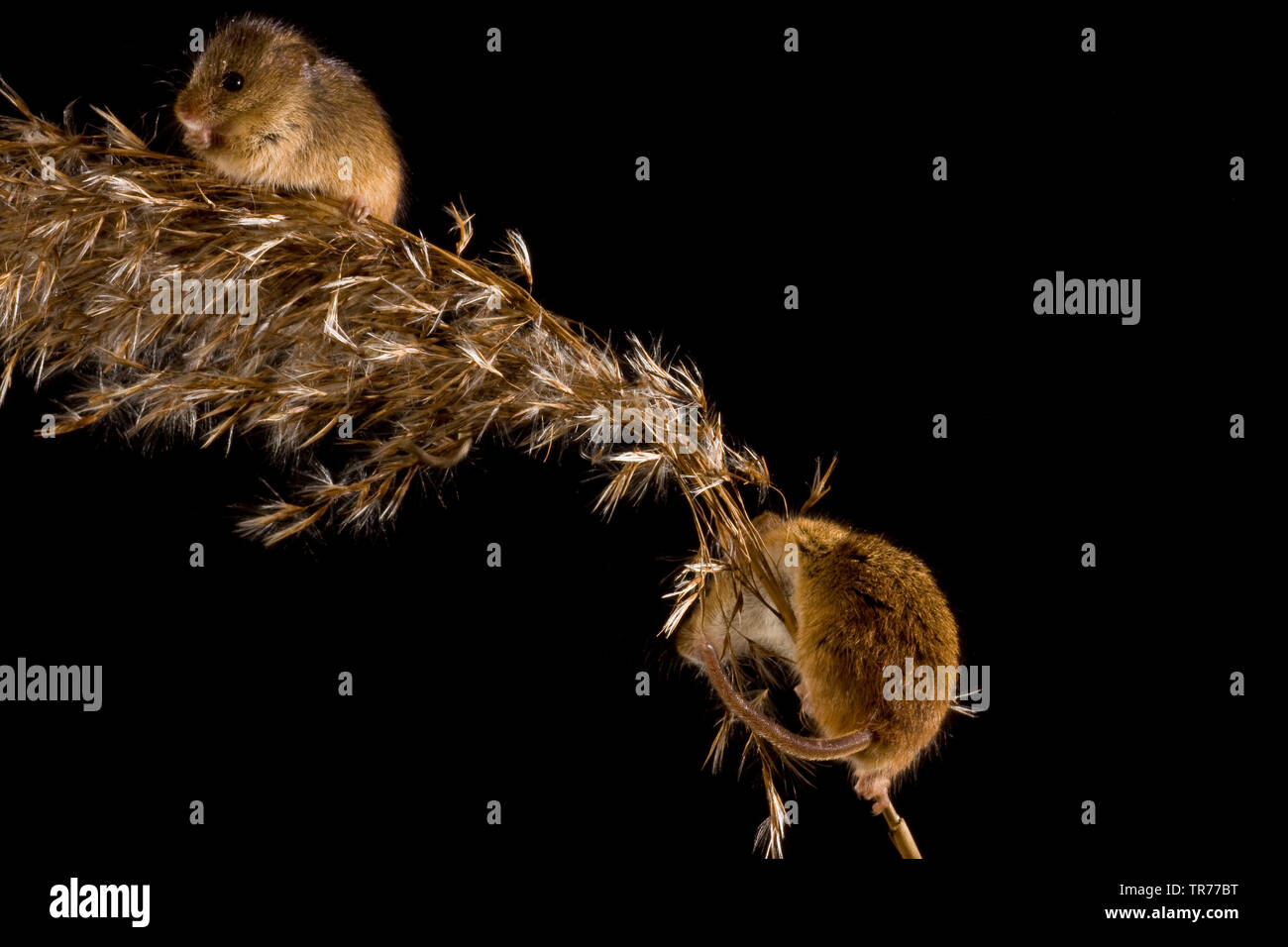 Old World harvest mouse (Micromys minutus), two Old World harvest mice feeding at a grass ear, Netherlands Stock Photo