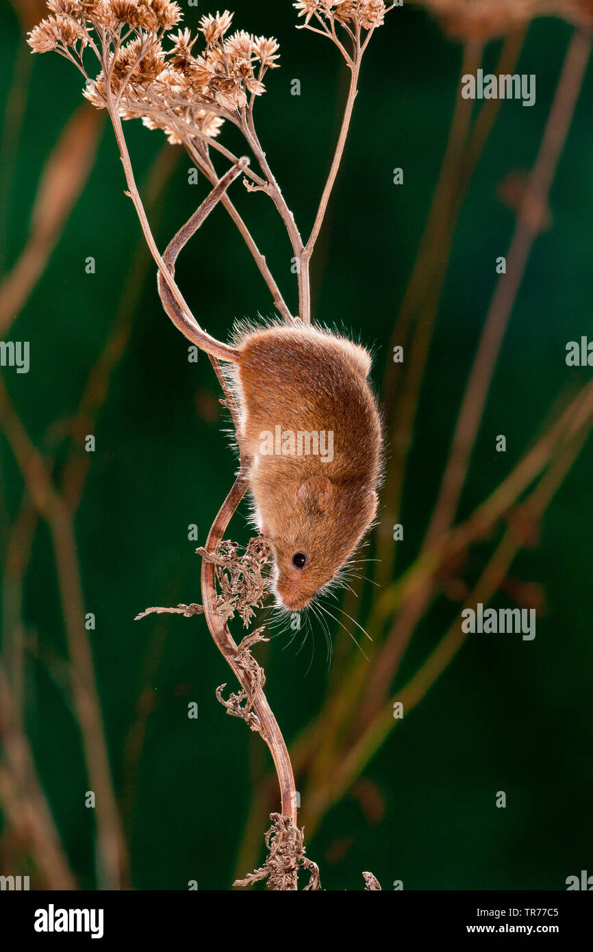 Old World harvest mouse (Micromys minutus), climbing down a dried plant, Netherlands Stock Photo