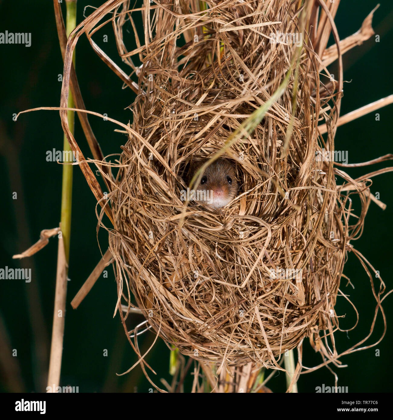 Old World harvest mouse (Micromys minutus), looking out of a nest at night, Netherlands Stock Photo
