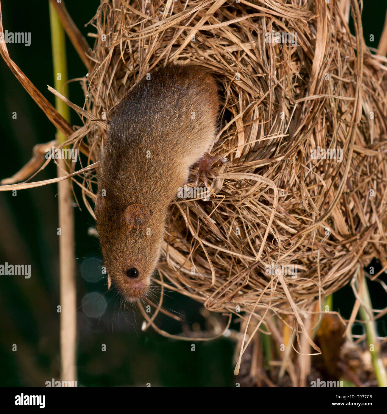 Old World harvest mouse (Micromys minutus), climbing out of a nest at night, Netherlands Stock Photo