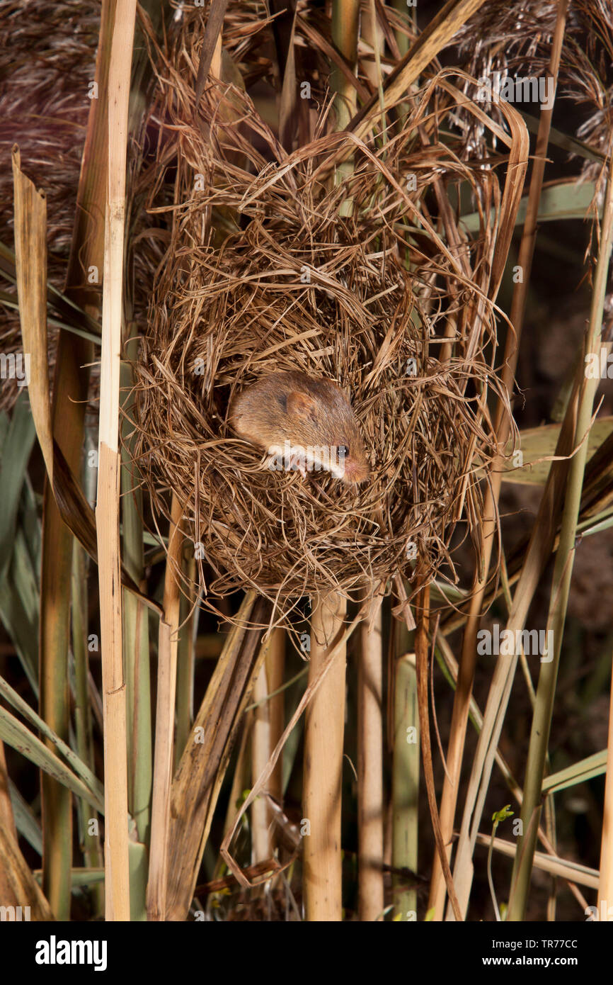 Old World harvest mouse (Micromys minutus), climbing out of a nest at night, Netherlands Stock Photo