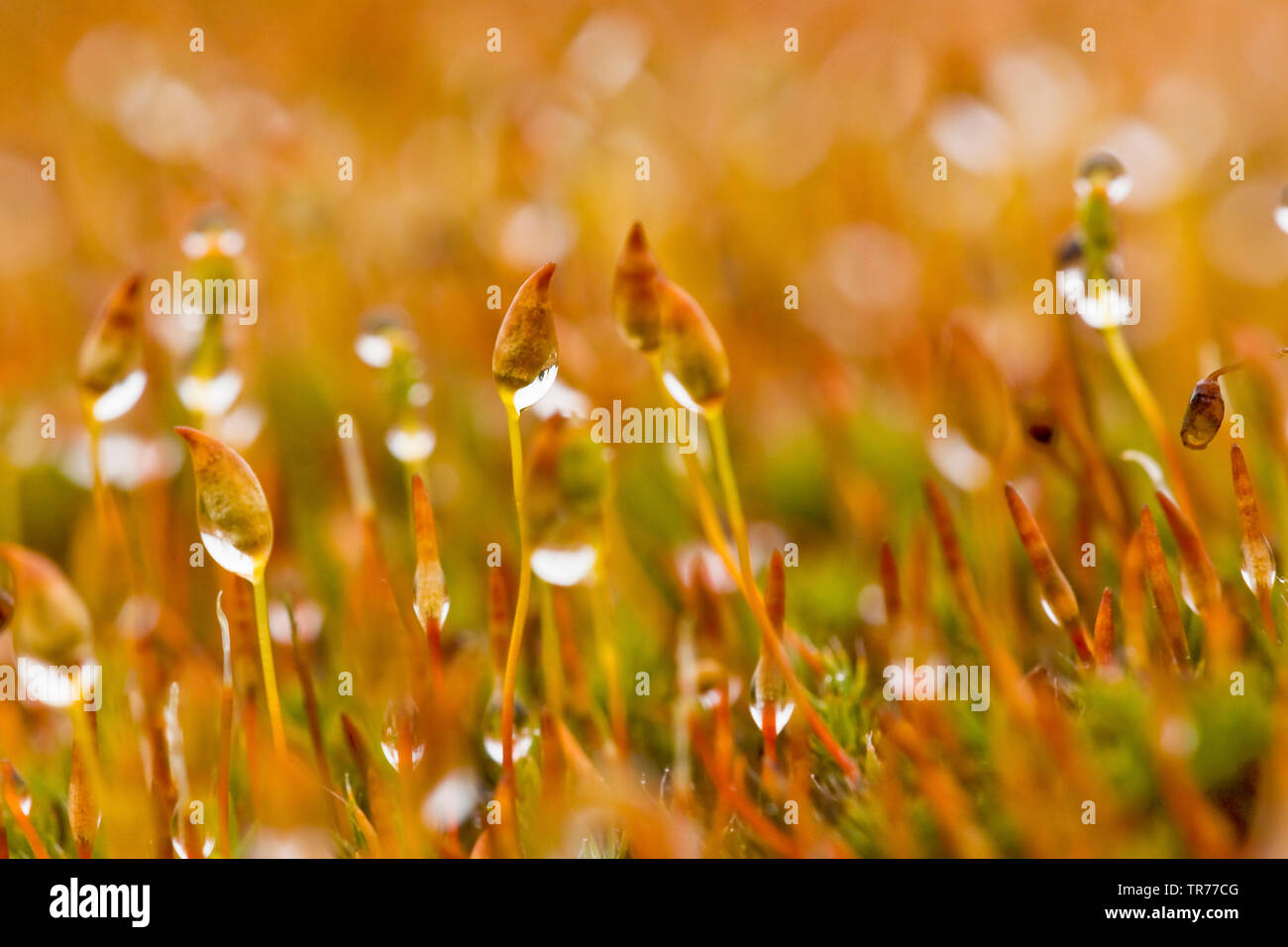 Moss with dew close up, Netherlands Stock Photo
