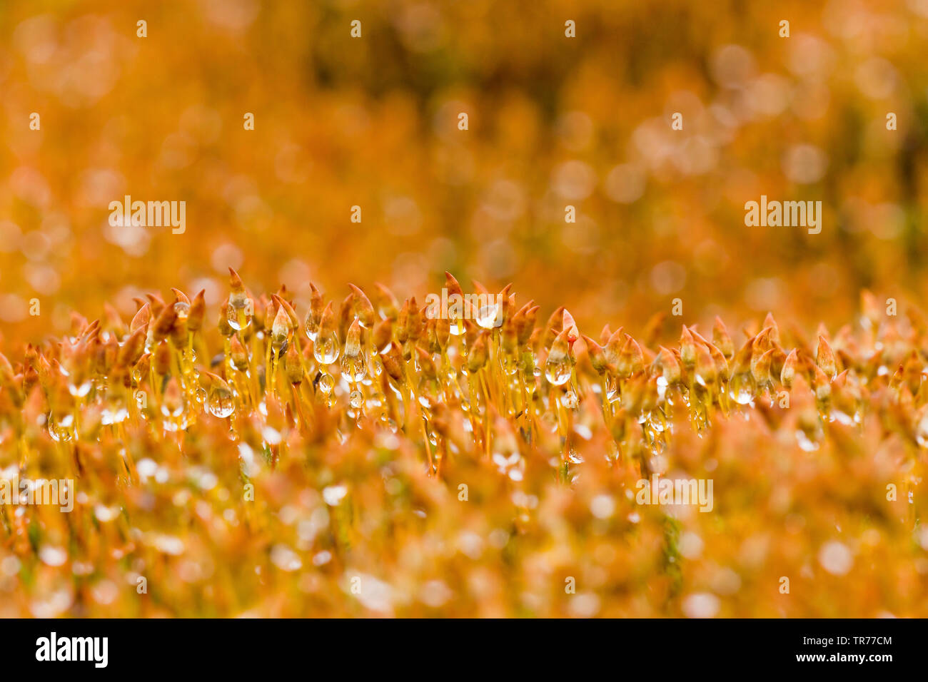 Moss with dew close up, Netherlands Stock Photo