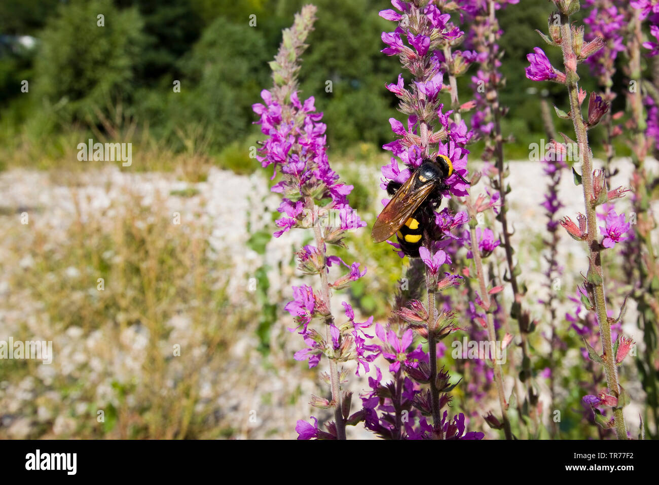 mammoth wasp (Megascolia maculata flavifrons, Regiscolia maculata flavifrons, Scolia maculata flavifrons), on Purple-loosestrife, Lythrum salicaria, France Stock Photo