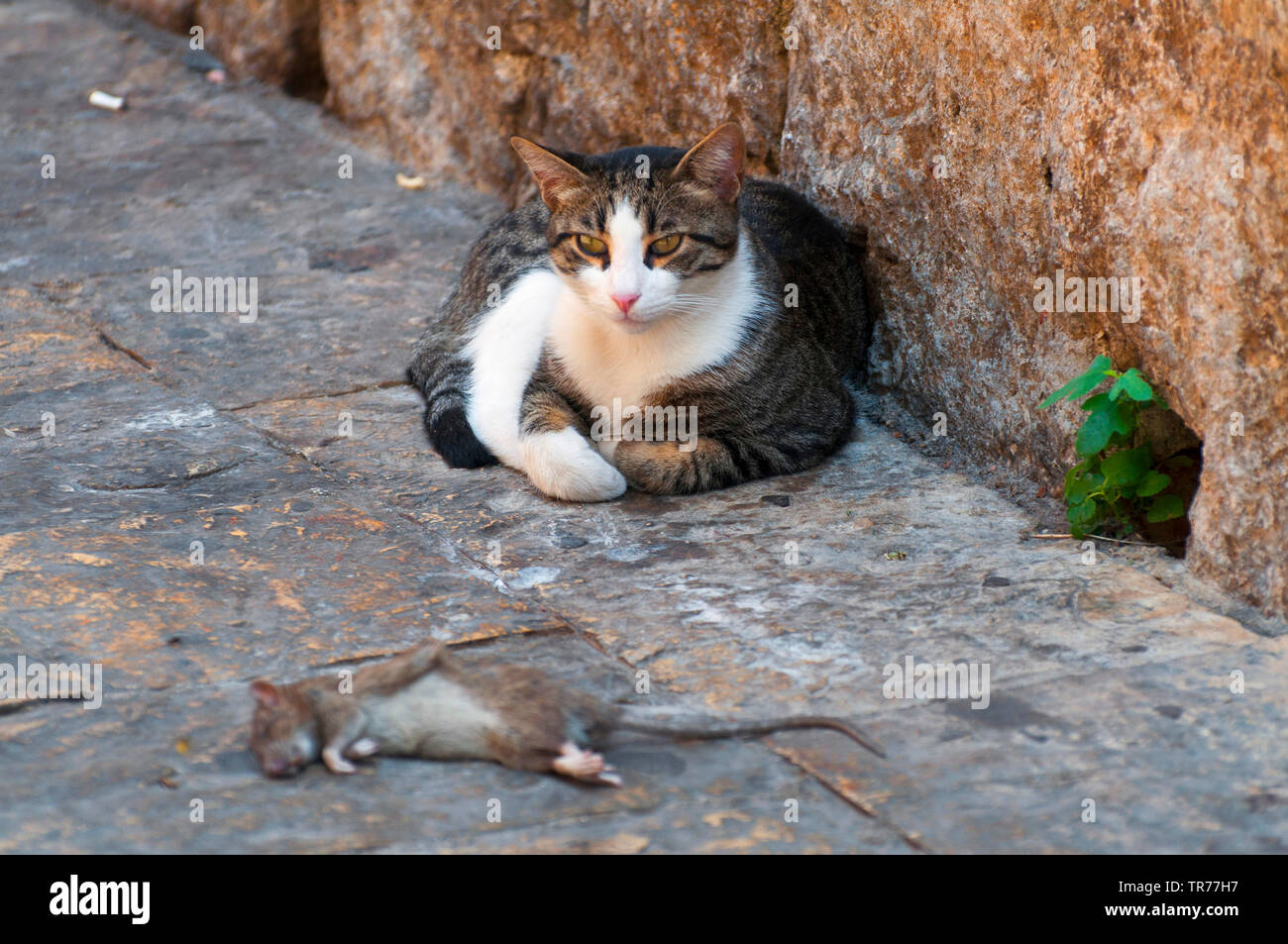 domestic cat, house cat (Felis silvestris f. catus), watching dead rat, Montenegro, Kontor Stock Photo