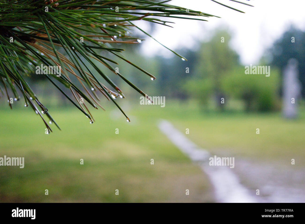 Rainy day outdoor hi-res stock photography and images - Alamy