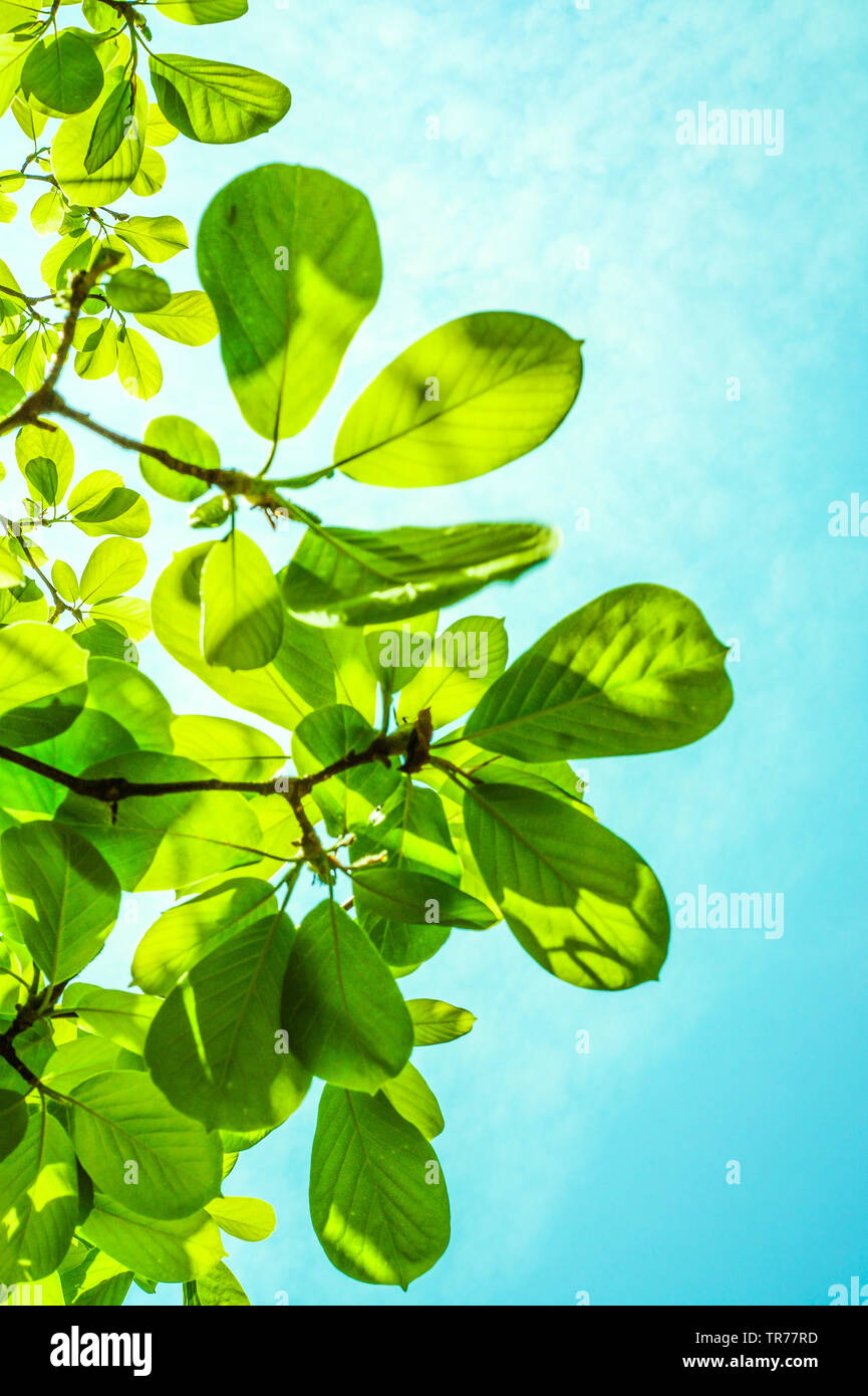 Blue sky green leaf background Stock Photo - Alamy