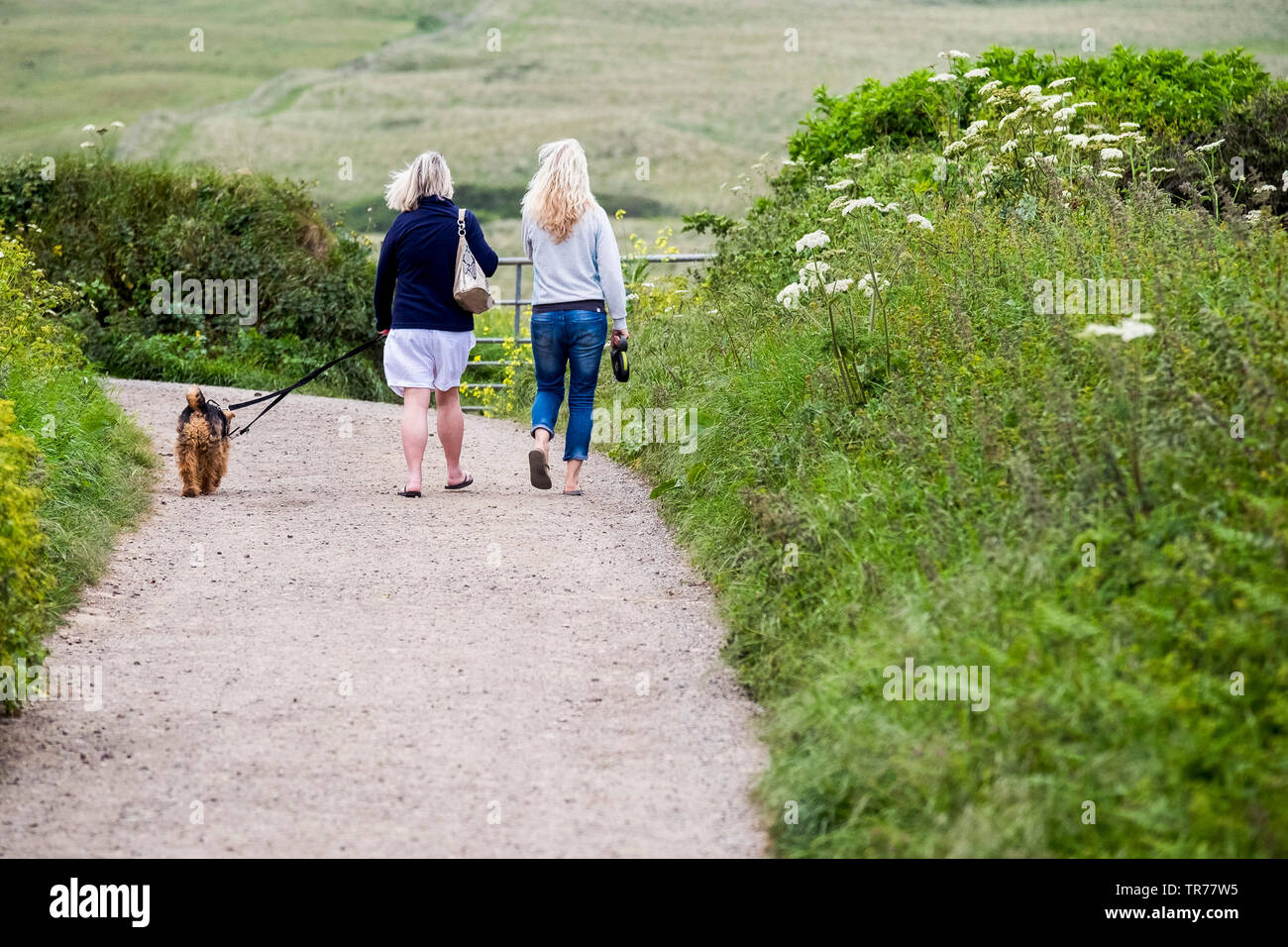 Women walking a dog along a country lane in Cornwall. Stock Photo