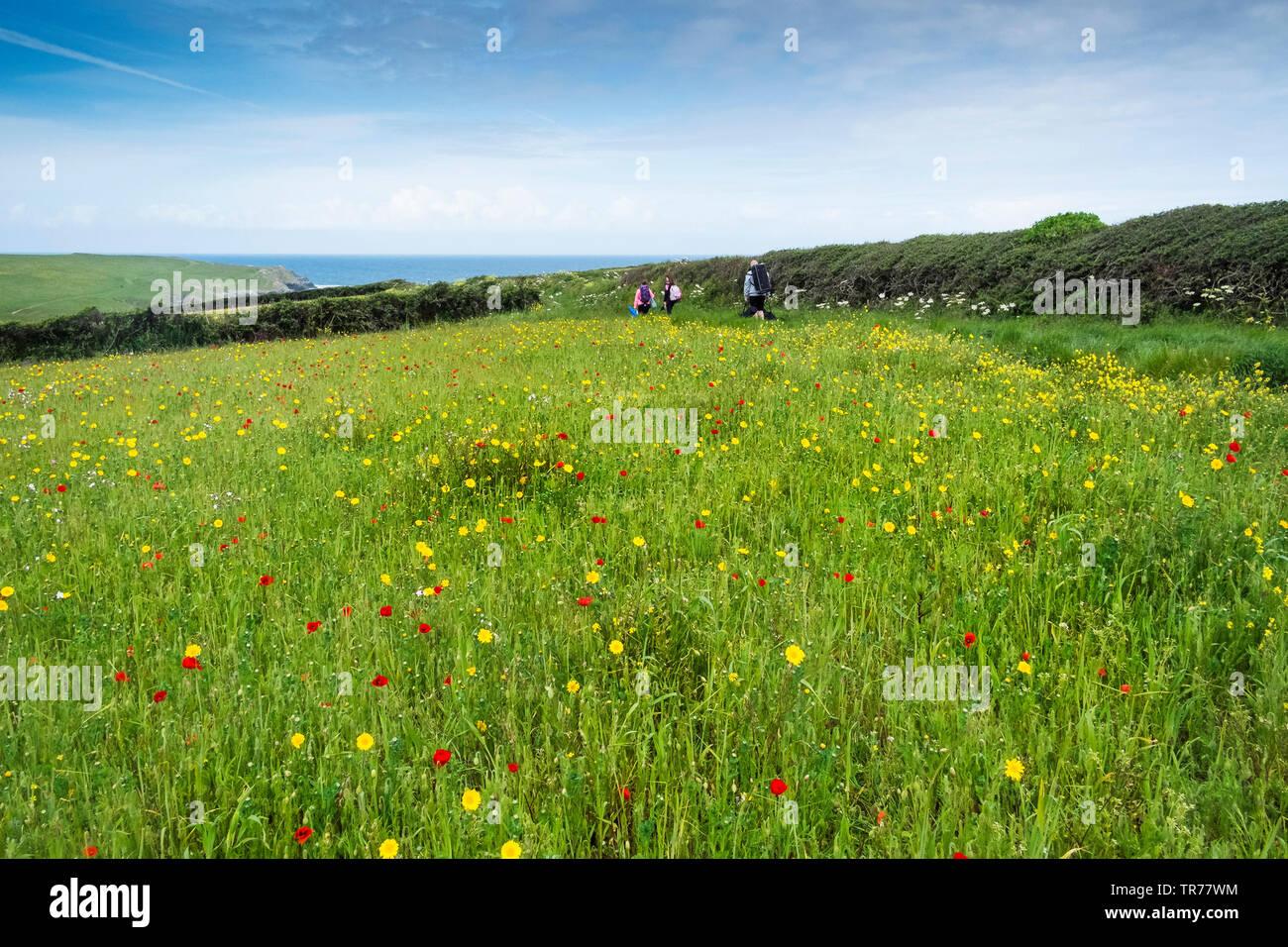 Holidaymakers walking through colourful wildflowers growing in a field at the Arable Fields Project on West Pentire in Newquay in Cornwall. Stock Photo