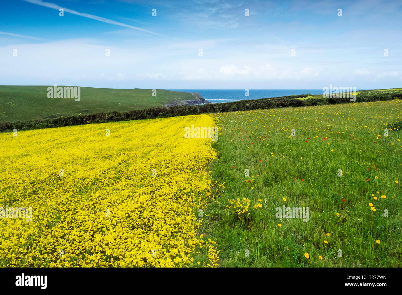 Colourful wildflowers growing in a field at the Arable Fields Project on West Pentire in Newquay in Cornwall. Stock Photo