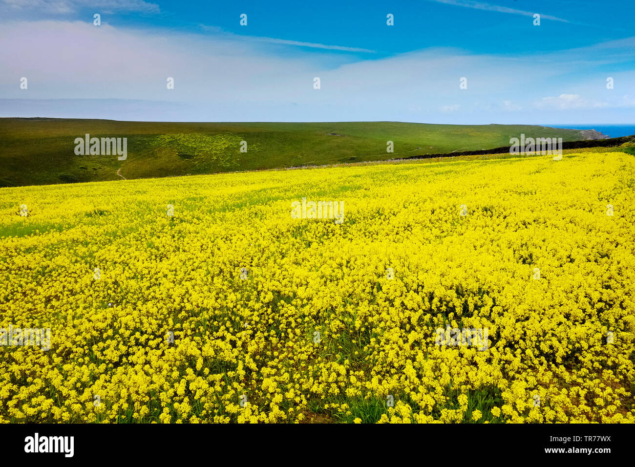 A field of Wild Mustard Sinapis arvensis at the Arable Fields Project on West Pentire in Newquay in Cornwall. Stock Photo