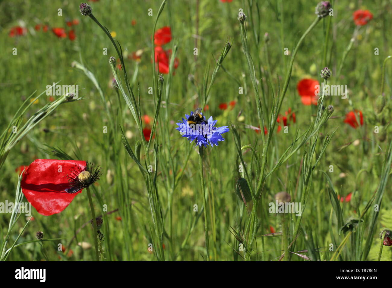 Wildlife & Nature A bee collecting pollen from a blue cornflower in