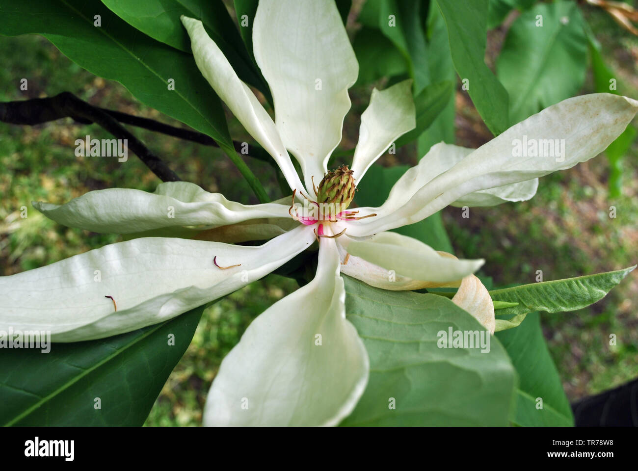 White magnolia tripetala (umbrella magnolia or umbrella-tree) open flower  top view, close up detail, soft dark green blurry leaves background Stock  Photo - Alamy