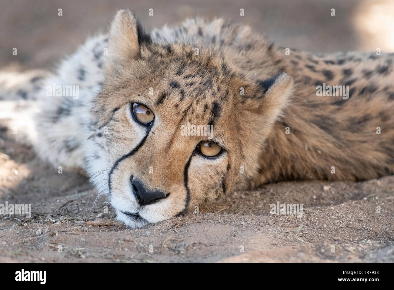 Cheetah resting Stock Photo