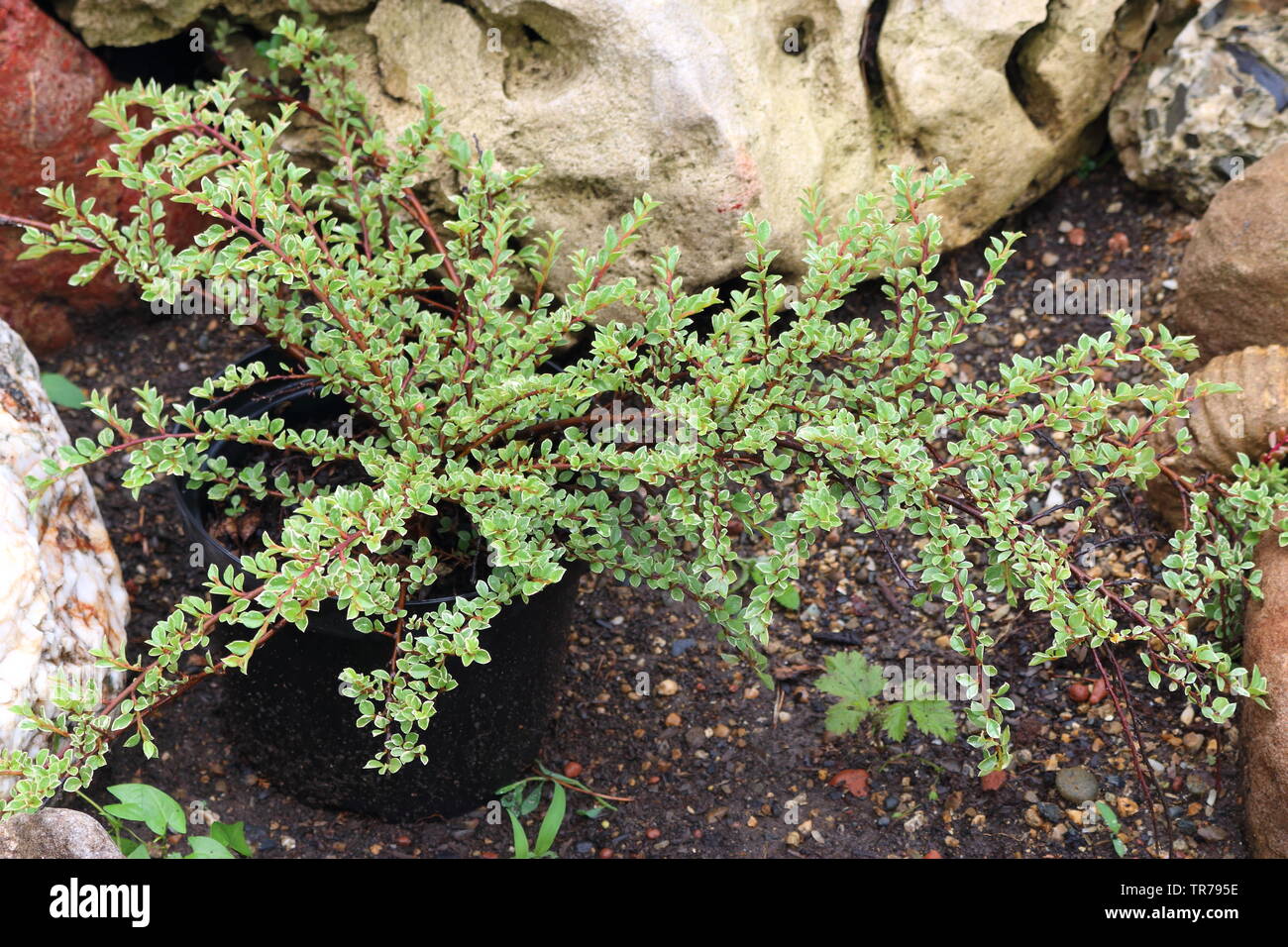 cotoneaster variegatus in the design of landscape design Stock Photo