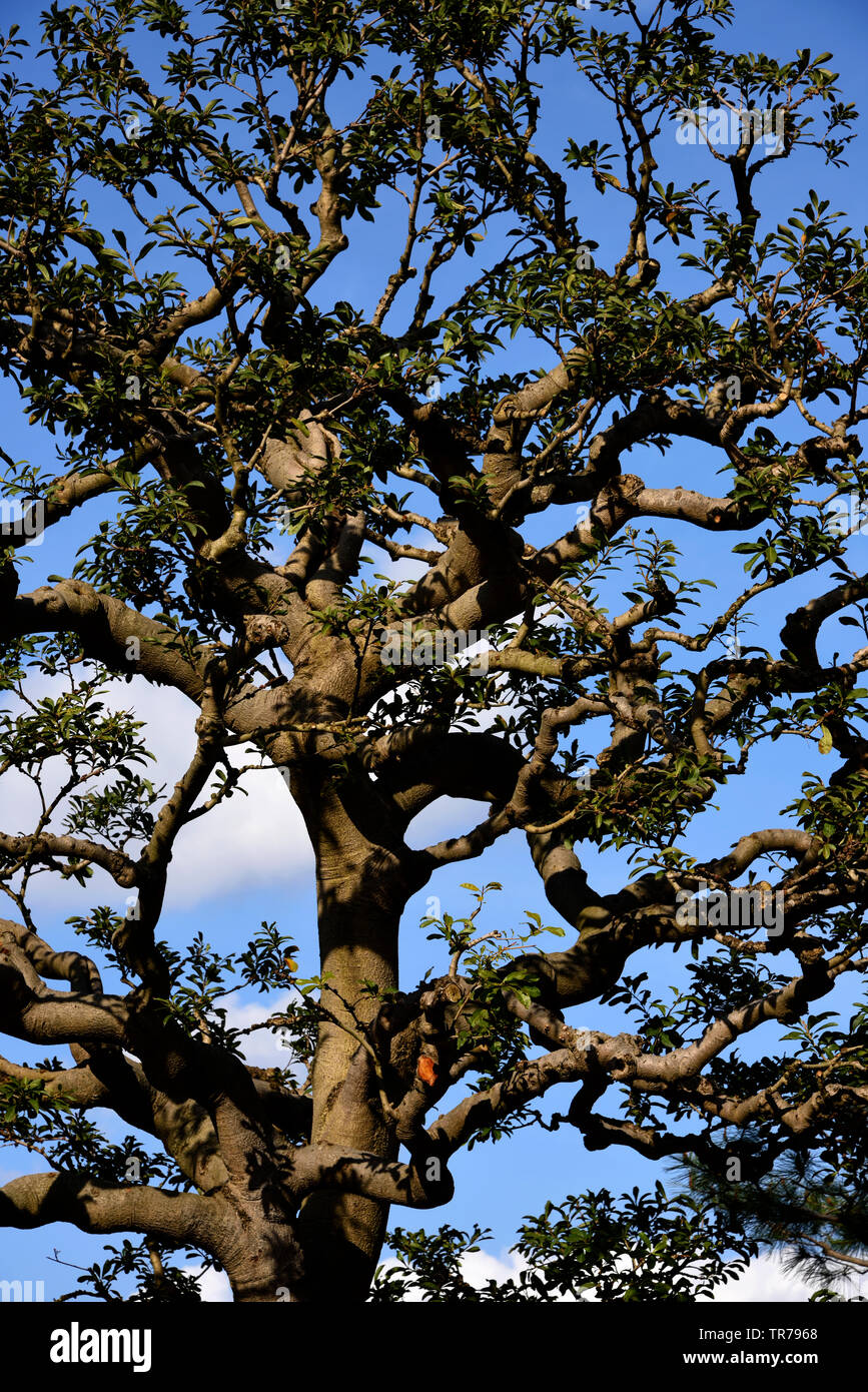 trees in Japan Stock Photo - Alamy