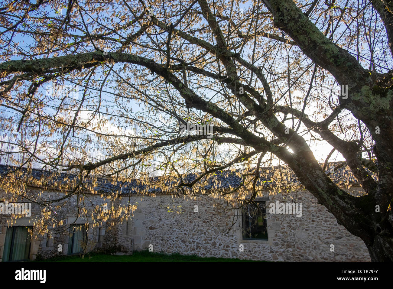 Catkins on hazel tree in spring Stock Photo