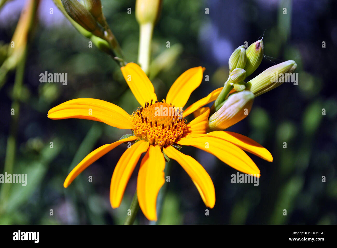 Doronicum plantagineum (the plantain-leaved leopard's-bane or plantain false leopardbane) blooming flower and buds on blurry grass background Stock Photo