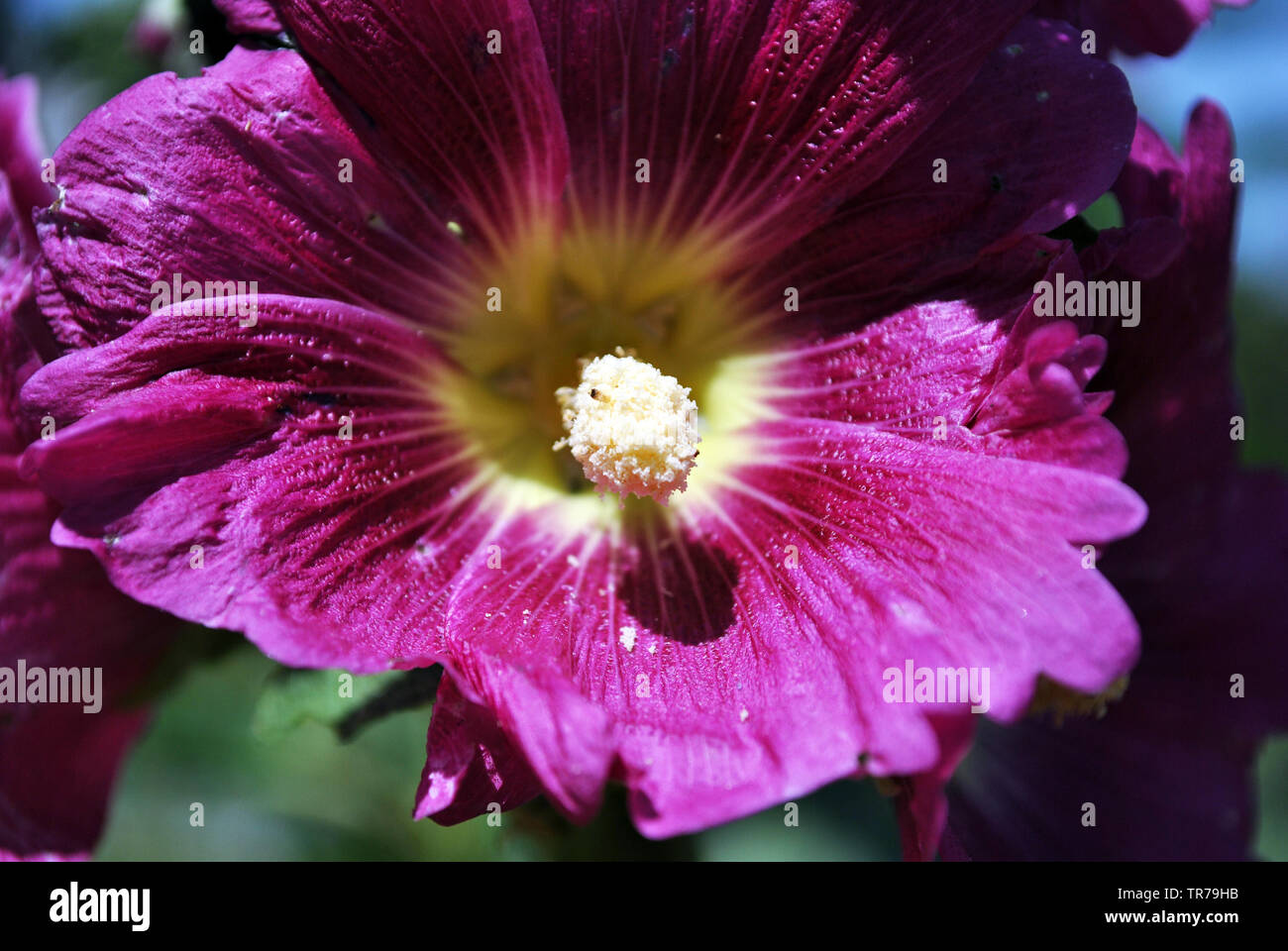 Purple mallow flower, petals and pistil close up detail, soft blurry background Stock Photo
