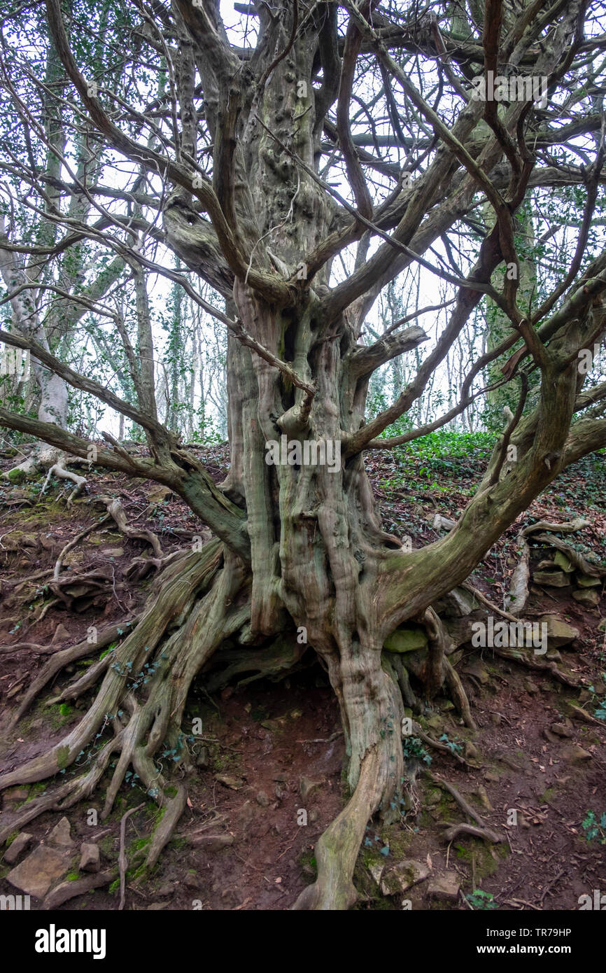 Gnarled wood hires stock photography and images Alamy