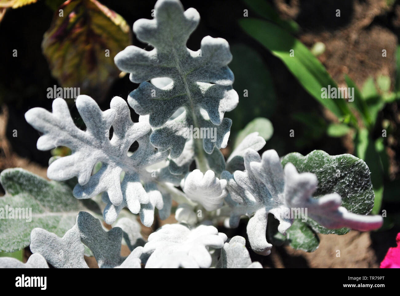 Jacobaea maritima 'Silver Dust'  (silver ragwort)  green white leaves, top view background Stock Photo