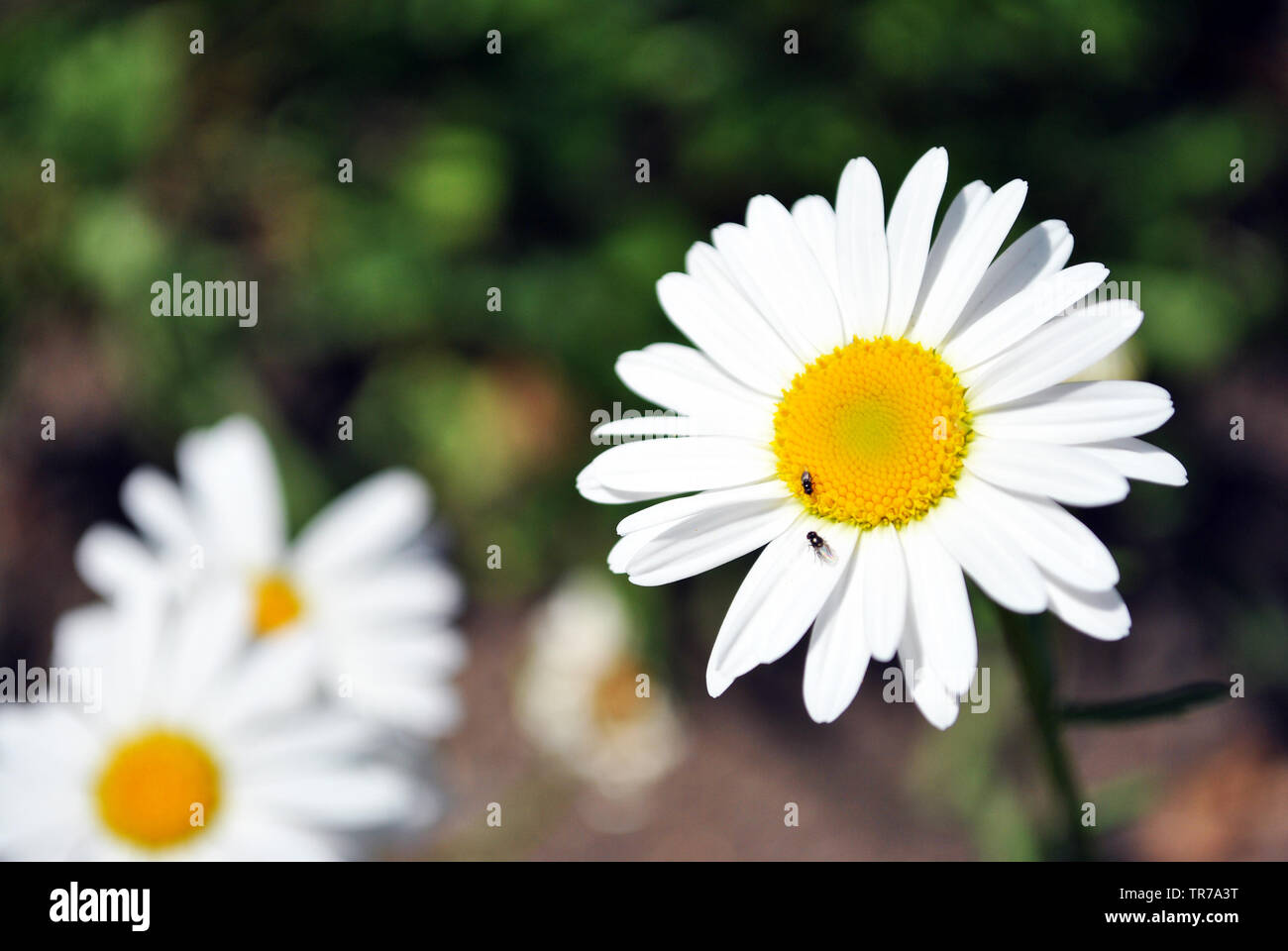 Bellis perennis (common daisy, lawn daisy or English daisy) flowers ...